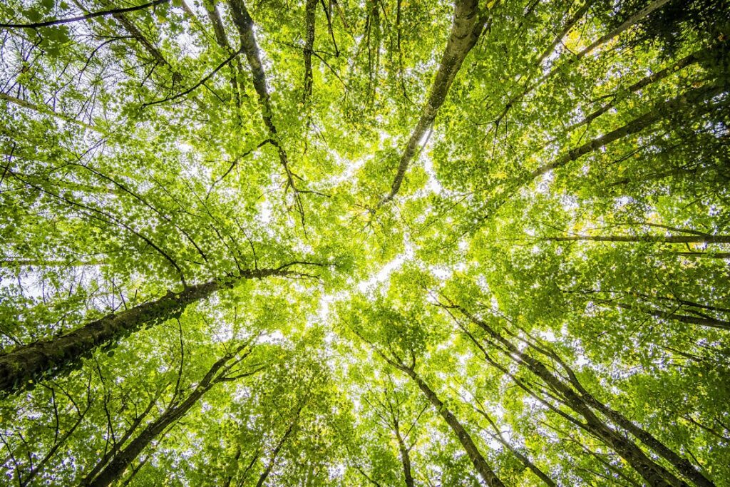 Bomen in een bos.